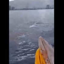Iquique: Pescadores logran grabar espectacular avistamiento de delfines