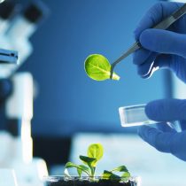 Biotecnología y sostenibilidad agrícola