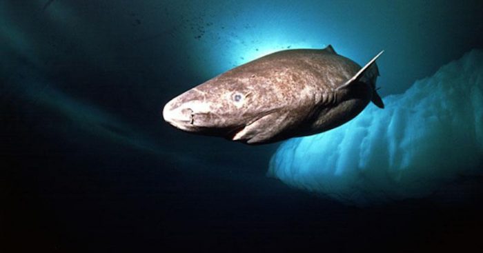Descubren que peces evolucionan más rápido en aguas polares que en el trópico Descubren que peces evolucionan más rápido en aguas polares que en el trópico