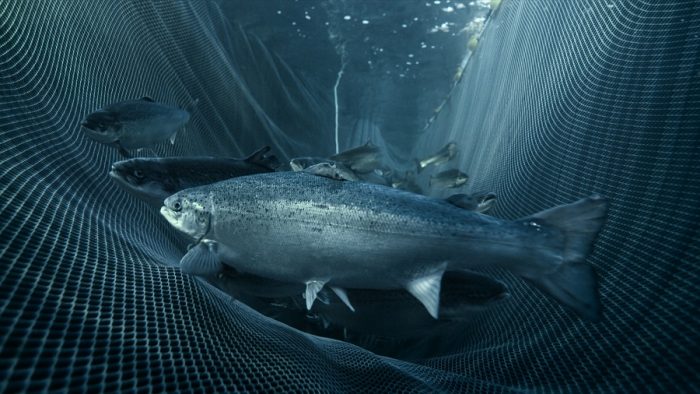 Escape masivo de salmones: naturalizando el abuso sanitario-ambiental en nuestro mar