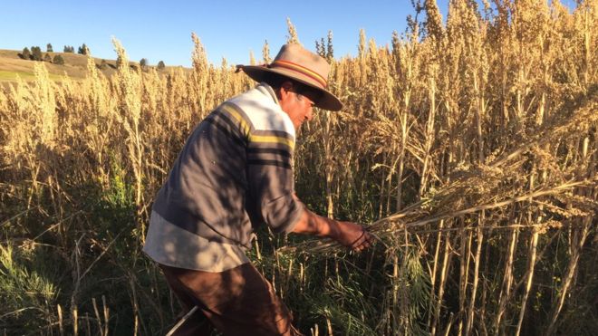 El “superalimento” que está cambiando la vida de los agricultores en Perú El