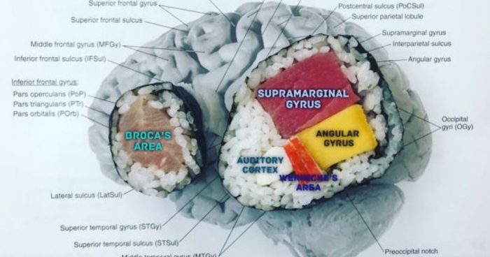 La científica que usa sushi para explicar el funcionamiento del cerebro La científica que usa sushi para explicar el funcionamiento del cerebro