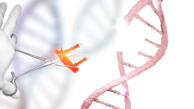 Cómo CRISPR, las “tijeras genéticas” que prometen revolucionar la medicina, fueron halladas por pura casualidad Cómo CRISPR, las “tijeras genéticas” que prometen revolucionar la medicina, fueron halladas por pura casualidad