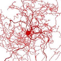 Qué son los escaramujos, las nuevas neuronas que tienen fascinados a los científicos