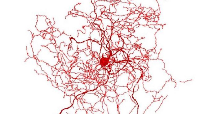 Qué son los escaramujos, las nuevas neuronas que tienen fascinados a los científicos Qué son los escaramujos, las nuevas neuronas que tienen fascinados a los científicos