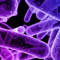 Las bacterias en un didáctico libro para escolares y educadores