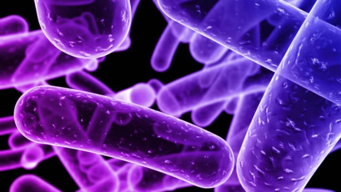 Las bacterias en un didáctico libro para escolares y educadores Las bacterias en un didáctico libro para escolares y educadores