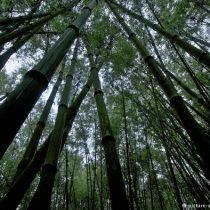 Llamado de auxilio desde el bosque: los pulmones verdes de la Tierra desaparecen