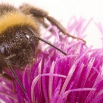 Nuevo insecticida también perjudica a las abejas