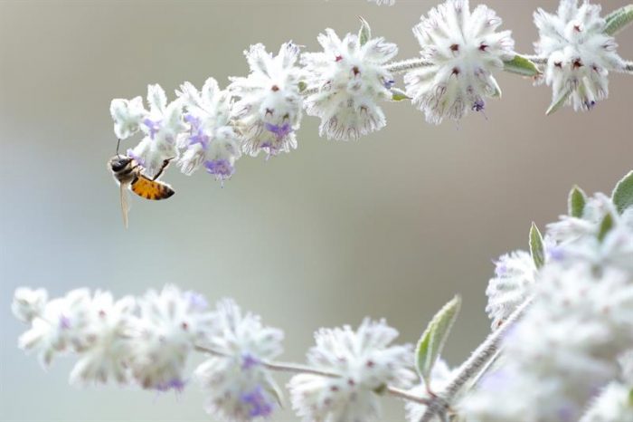 El polen de las flores sirve de herramienta científica para conocer el pasado