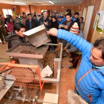 Comunidad pehuenche administrará planta comunitaria de procesamiento de avellanas en Chile