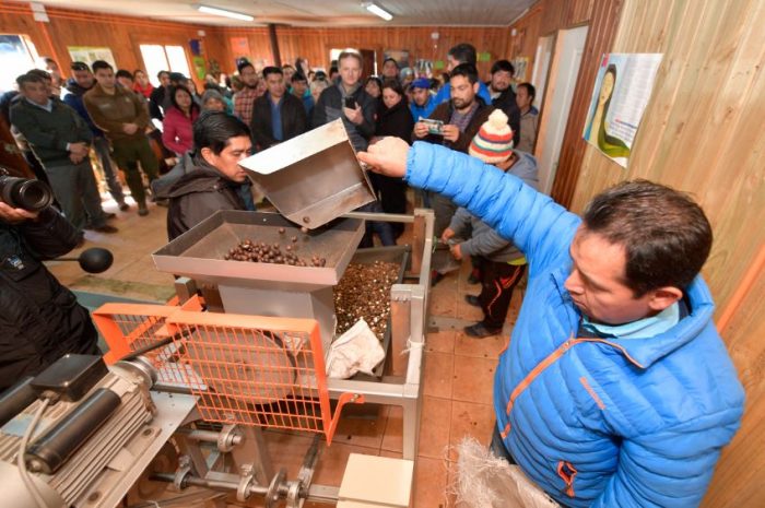 Comunidad pehuenche administrará planta comunitaria de procesamiento de avellanas en Chile