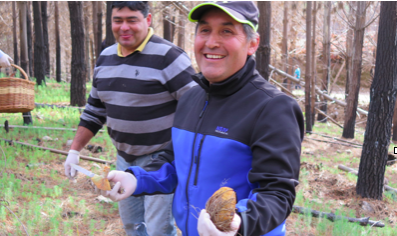 Cómo Empedrado renace desde las cenizas gracias al tradicional cultivo de hongos Cómo Empedrado renace desde las cenizas gracias al tradicional cultivo de hongos