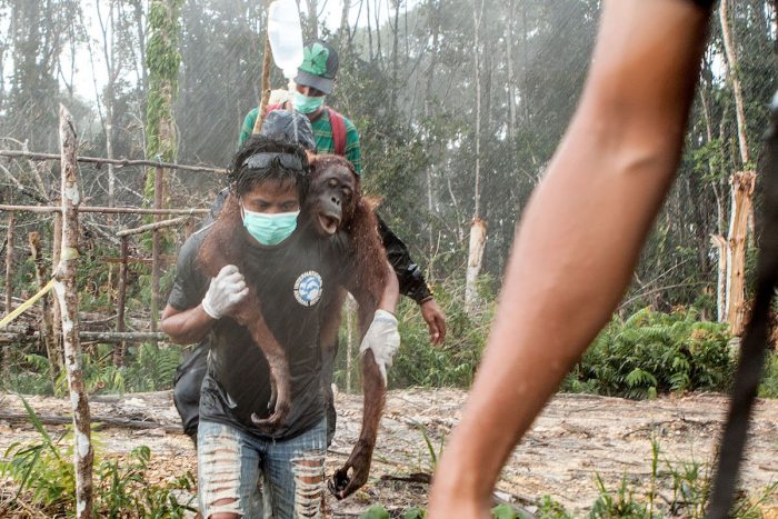 Día Mundial de Orangután: sin árboles para sobrevivir Día Mundial de Orangután: sin árboles para sobrevivir