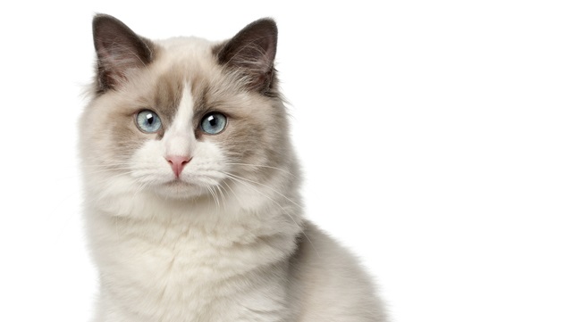 Un 40% de los gatos domésticos son obesos: ¿cómo velar por una adecuada alimentación? Un 40% de los gatos domésticos son obesos: ¿cómo velar por una adecuada alimentación?
