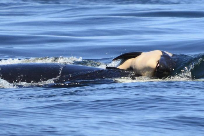 El duelo de una orca que conmueve al mundo El duelo de una orca que conmueve al mundo