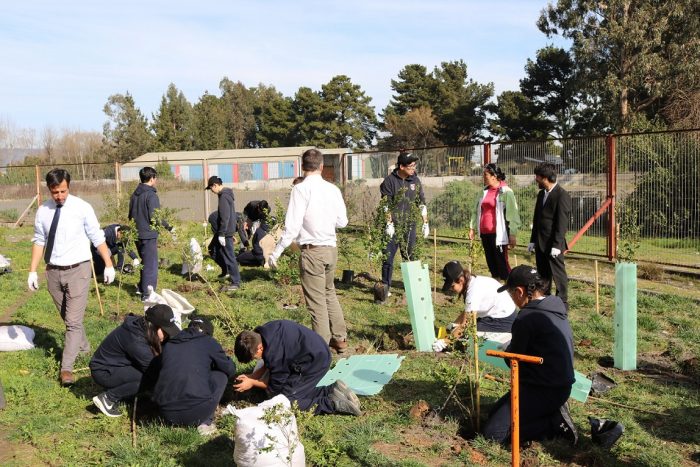 Realizan trabajos de reforestación nativa en la región del Bio Bio Realizan trabajos de reforestación nativa en la región del Bio Bio