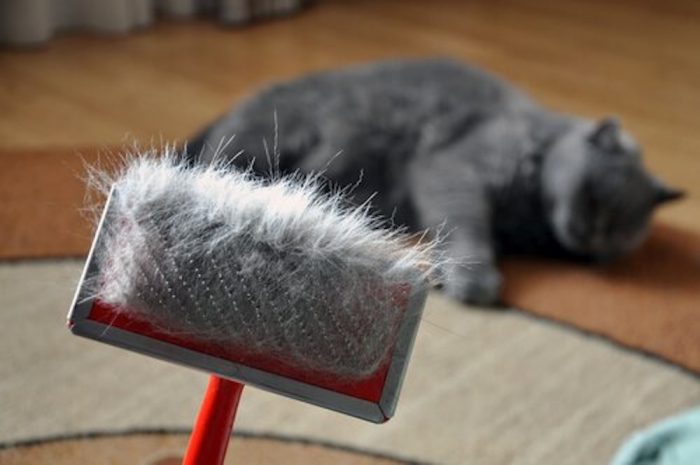 ¿Qué hacer para evitar que los pelos de tu gato estén por todos lados? ¿Qué hacer para evitar que los pelos de tu gato estén por todos lados?