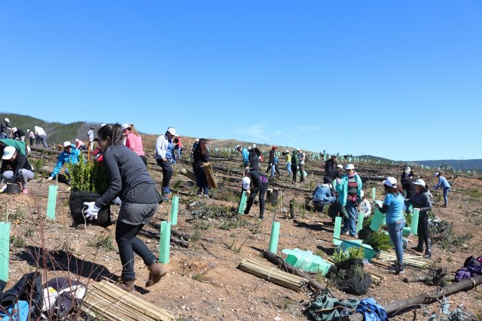 Reforestan cinco mil árboles nativos Reforestan cinco mil árboles nativos