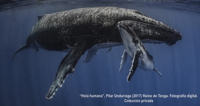 Exposición “Ballenas. Voces del mar de Chile”: Múltiples miradas sobre nuestra costa Exposición “Ballenas. Voces del mar de Chile”: Múltiples miradas sobre nuestra costa