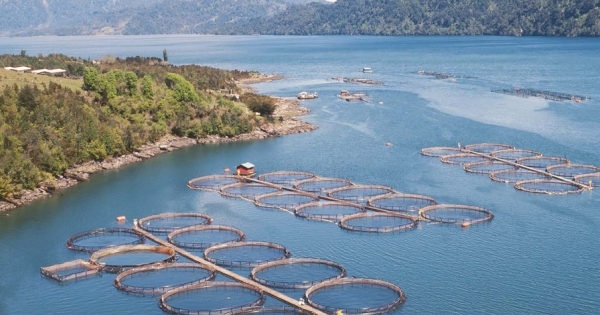Salmonicultura sin control: Contraloría acusa una serie de faltas de fiscalización de Sernapesca, Subpesca y otros organismos estatales en el sector Salmonicultura sin control: Contraloría acusa una serie de faltas de fiscalización de Sernapesca, Subpesca y otros organismos estatales en el sector