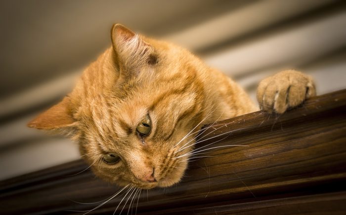 Mes de los gatos: Colegio Médico Veterinario llama a la tenencia responsable y a colaborar en el control de la sobrepoblación