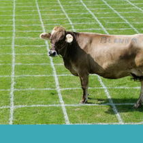 Animales en la Constitución: la campaña que busca incluir a los animales por primera vez en la carta magna