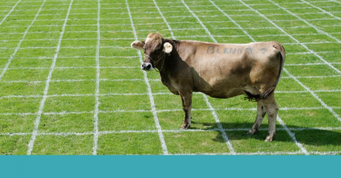 Animales en la Constitución: la campaña que busca incluir a los animales por primera vez en la carta magna Animales en la Constitución: la campaña que busca incluir a los animales por primera vez en la carta magna