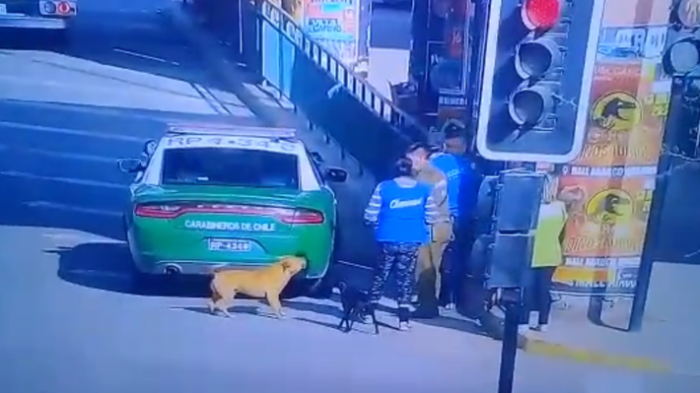 Carabineros abre sumario a cabo que disparó y mató a perro en Quilicura Carabineros abre sumario a cabo que disparó y mató a perro en Quilicura