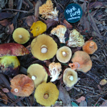 Las bondades del Reino Fungi en el plato: una fuente nutritiva que requiere el resguardo de los bosques nativos