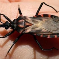 Investigación internacional busca respuestas para el Mal de Chagas