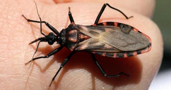 Investigación internacional busca respuestas para el Mal de Chagas Investigación internacional busca respuestas para el Mal de Chagas