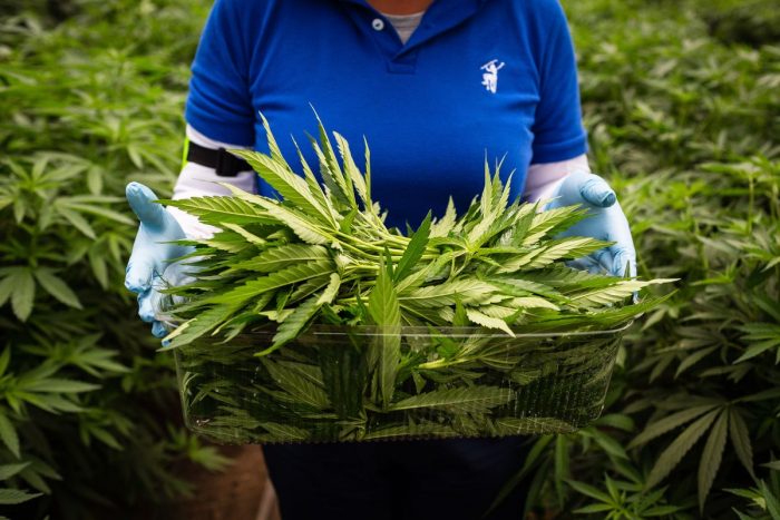 Canopy: el gigante de la marihuana se instala en Chile con sus productos Canopy: el gigante de la marihuana se instala en Chile con sus productos