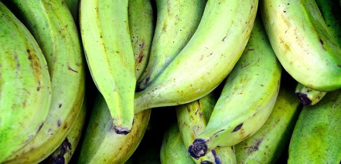 Elaboran alimento contra la diabetes basado de plátano verde Elaboran alimento contra la diabetes basado de plátano verde