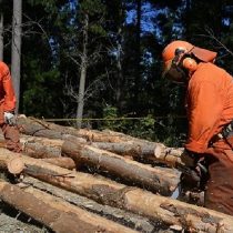 Una nueva estrategia de usurpar tierras mapuche: la legalización de la injusticia