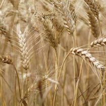 Más de 200 científicos describen con exactitud el genoma del trigo
