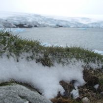 Planta antártica promete combatir el cáncer colorrectal