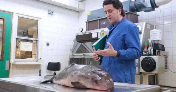 CSI del Mar: los científicos forenses marinos de Gran Bretaña CSI del Mar: los científicos forenses marinos de Gran Bretaña