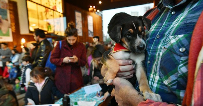 Jornada de Adopción de Mascotas en Centro GAM Jornada de Adopción de Mascotas en Centro GAM