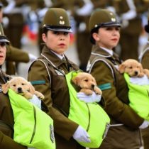 El momento más esperado de la Parada Militar: revive el paso de la Escuela de Adiestramiento Canino de Carabineros