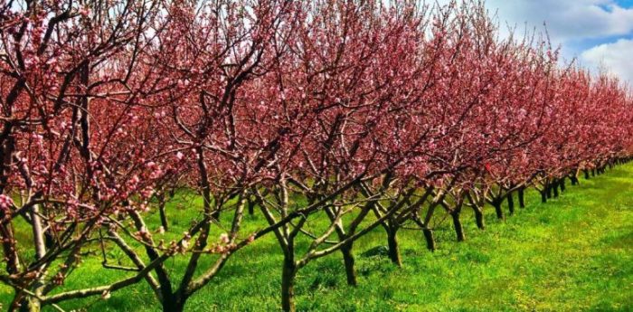 Calentamiento global afecta productividad de frutales chilenos de la zona central Calentamiento global afecta productividad de frutales chilenos de la zona central