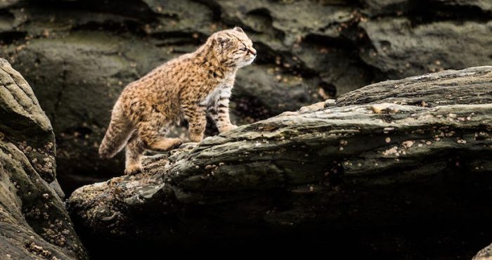 Científica chilena lidera proyecto para evitar extinción del felino más pequeño de América
