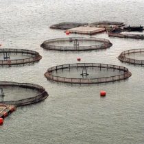 Advierten de daños al mar austral de Chile por producción de salmones