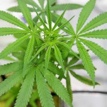 Cannabis: ¿la fuente de la juventud para el cerebro de adultos mayores?