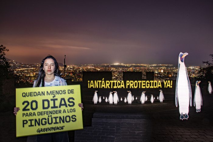Pingüinos virtuales se toman el Parque Metropolitano Pingüinos virtuales se toman el Parque Metropolitano