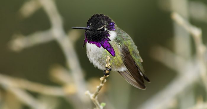 Modelamiento matemático revela como un colibrí usa efecto Doppler para cantar con las plumas durante el cortejo