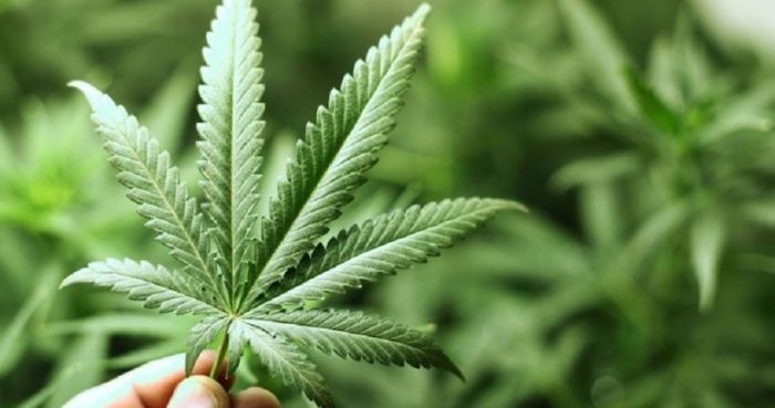 Destacados científicos serán parte del Seminario Internacional de Cannabis Medicinal de Santiago