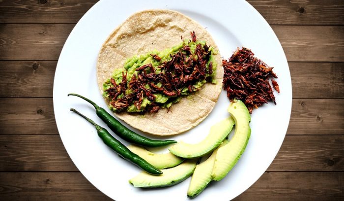 Alimentos e insectos enriquecidos con grasas saludables serán parte de la dieta del mañana Alimentos e insectos enriquecidos con grasas saludables serán parte de la dieta del mañana