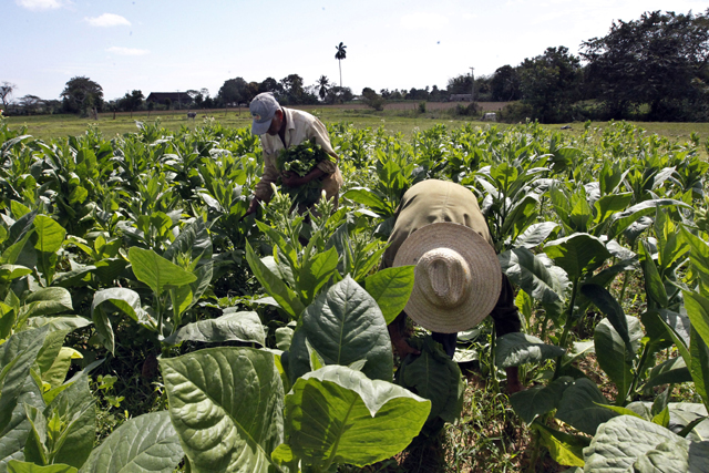 No solo los cigarrillos: el cultivo del tabaco impacta en el medio ambiente y perjudica el desarrollo No solo los cigarrillos: el cultivo del tabaco impacta en el medio ambiente y perjudica el desarrollo