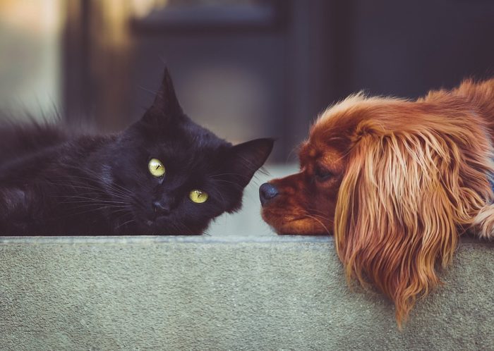 ¿Esterilizar a mi mascota? Una difícil decisión ¿Esterilizar a mi mascota? Una difícil decisión